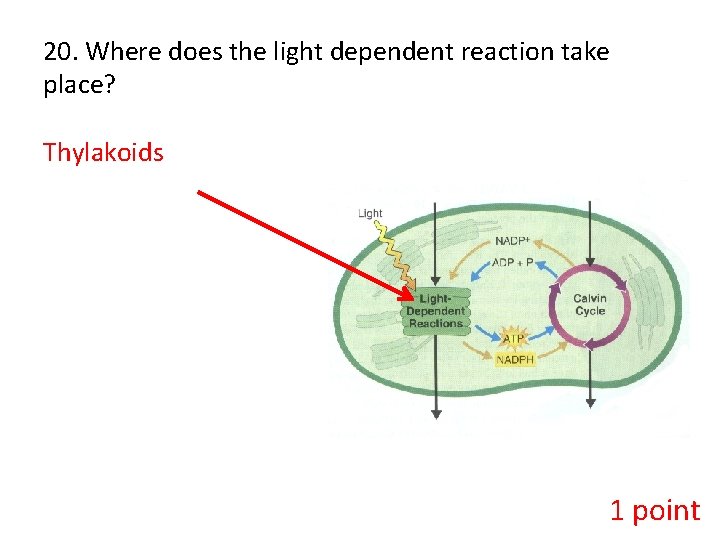 20. Where does the light dependent reaction take place? Thylakoids 1 point 