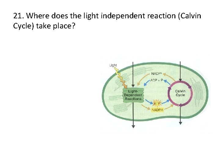 21. Where does the light independent reaction (Calvin Cycle) take place? 