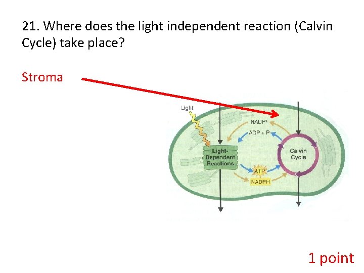 21. Where does the light independent reaction (Calvin Cycle) take place? Stroma 1 point