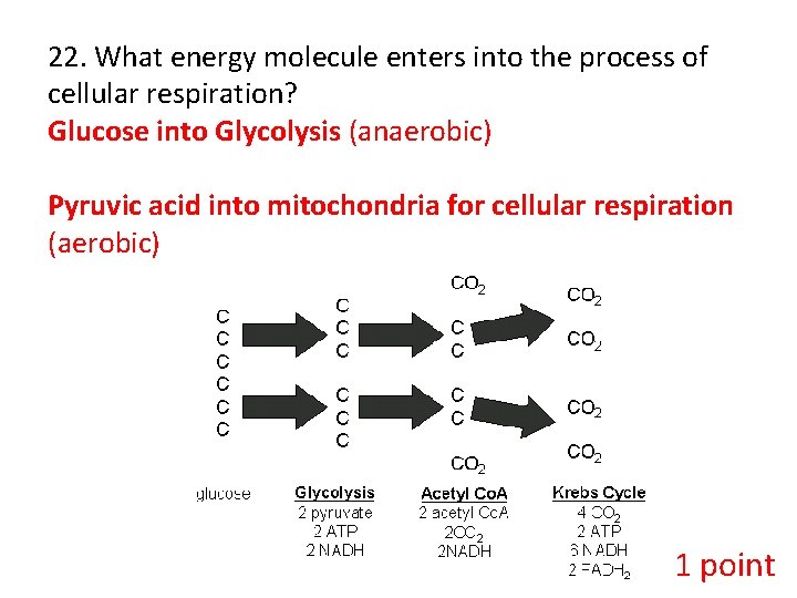 22. What energy molecule enters into the process of cellular respiration? Glucose into Glycolysis