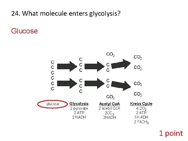 24. What molecule enters glycolysis? Glucose 1 point 