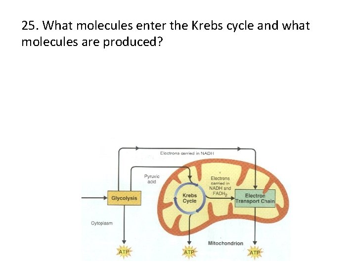 25. What molecules enter the Krebs cycle and what molecules are produced? 