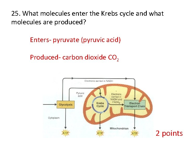 25. What molecules enter the Krebs cycle and what molecules are produced? Enters- pyruvate