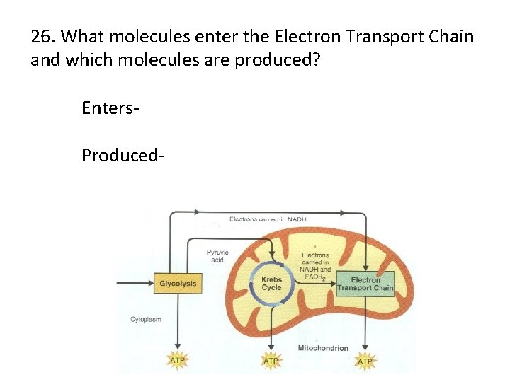 26. What molecules enter the Electron Transport Chain and which molecules are produced? Enters