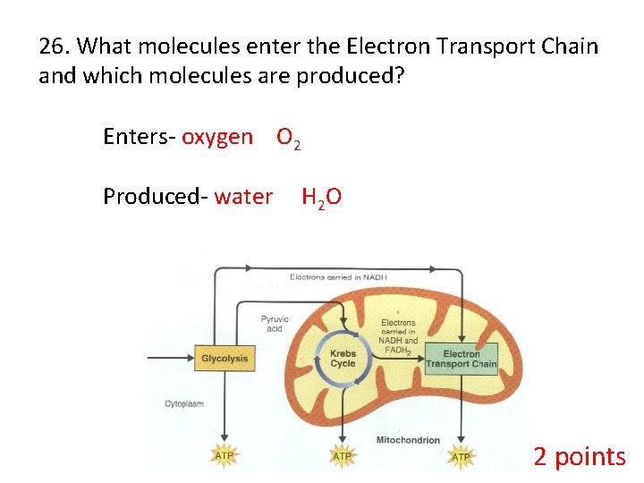 26. What molecules enter the Electron Transport Chain and which molecules are produced? Enters-