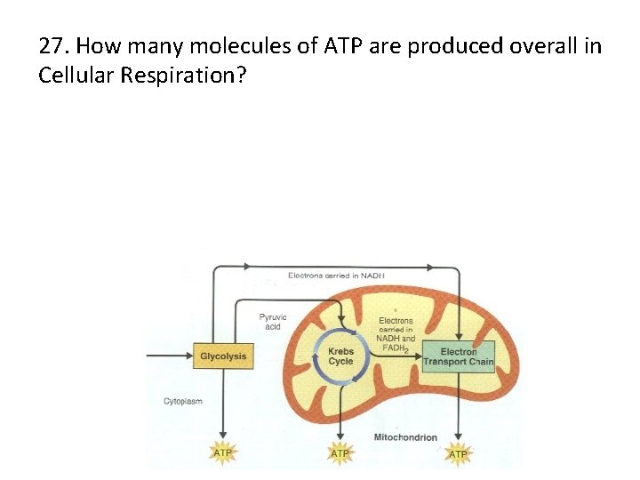 27. How many molecules of ATP are produced overall in Cellular Respiration? 