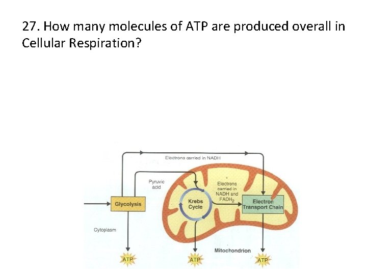 27. How many molecules of ATP are produced overall in Cellular Respiration? 
