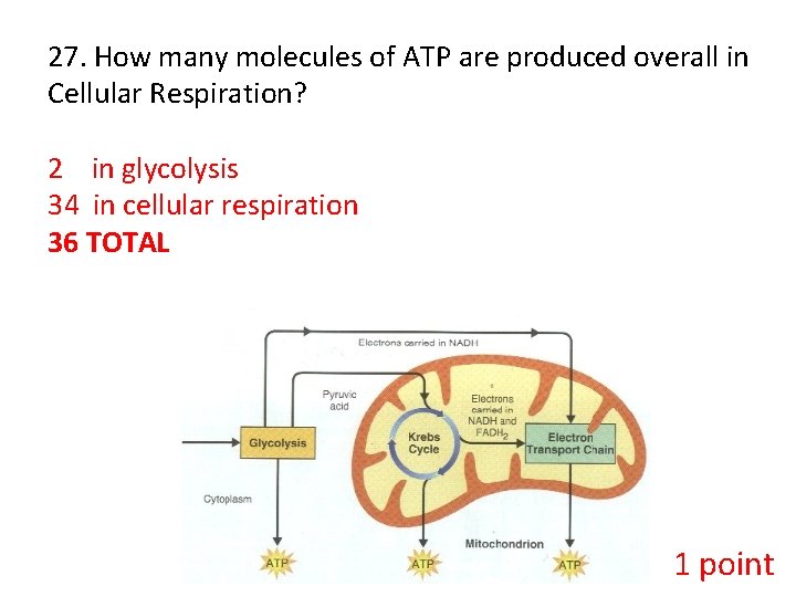 27. How many molecules of ATP are produced overall in Cellular Respiration? 2 in