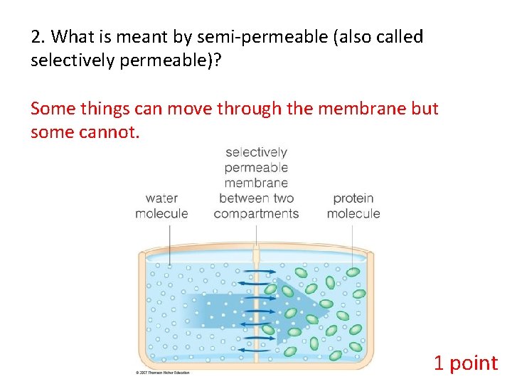 2. What is meant by semi-permeable (also called selectively permeable)? Some things can move