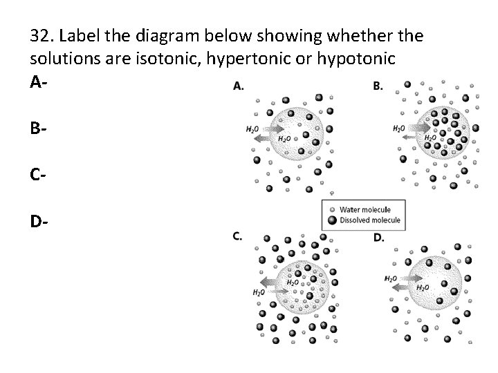 32. Label the diagram below showing whether the solutions are isotonic, hypertonic or hypotonic