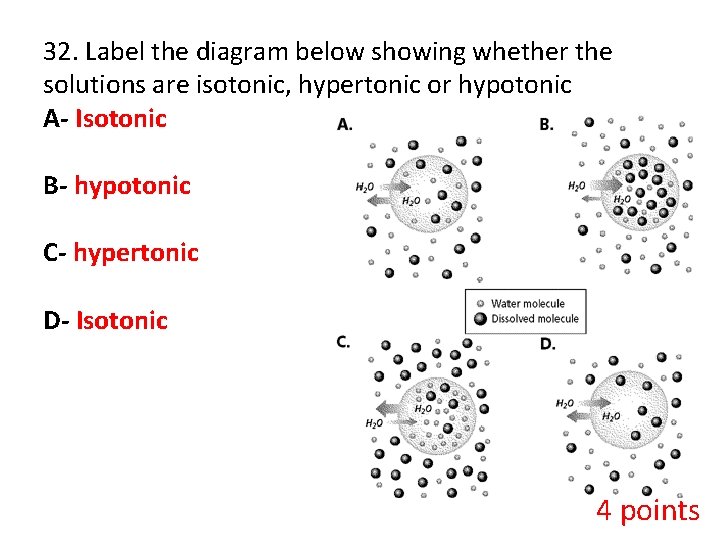 32. Label the diagram below showing whether the solutions are isotonic, hypertonic or hypotonic