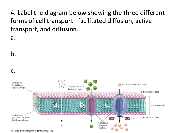 4. Label the diagram below showing the three different forms of cell transport: facilitated