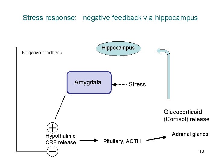 Stress response: negative feedback via hippocampus Hippocampus Negative feedback Amygdala Stress Glucocorticoid (Cortisol) release