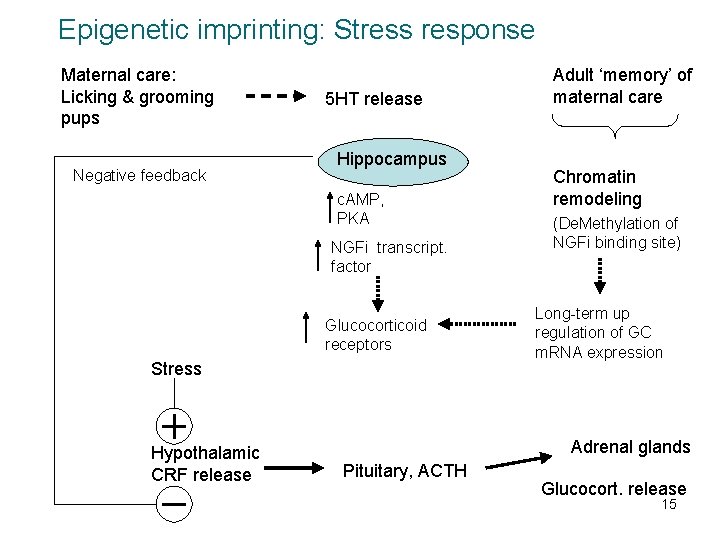 Epigenetic imprinting: Stress response Maternal care: Licking & grooming pups Negative feedback 5 HT