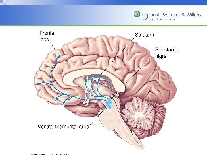 Copyright © 2007 Wolters Kluwer Health | Lippincott Williams & Wilkins 