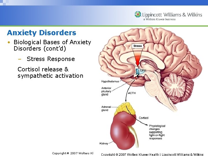 Anxiety Disorders • Biological Bases of Anxiety Disorders (cont’d) – Stress Response Cortisol release