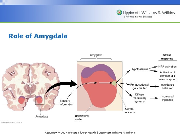Role of Amygdala Copyright © 2007 Wolters Kluwer Health | Lippincott Williams & Wilkins