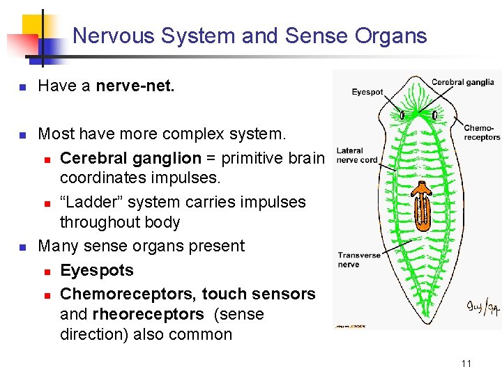 Nervous System and Sense Organs n Have a nerve-net. n n Most have more