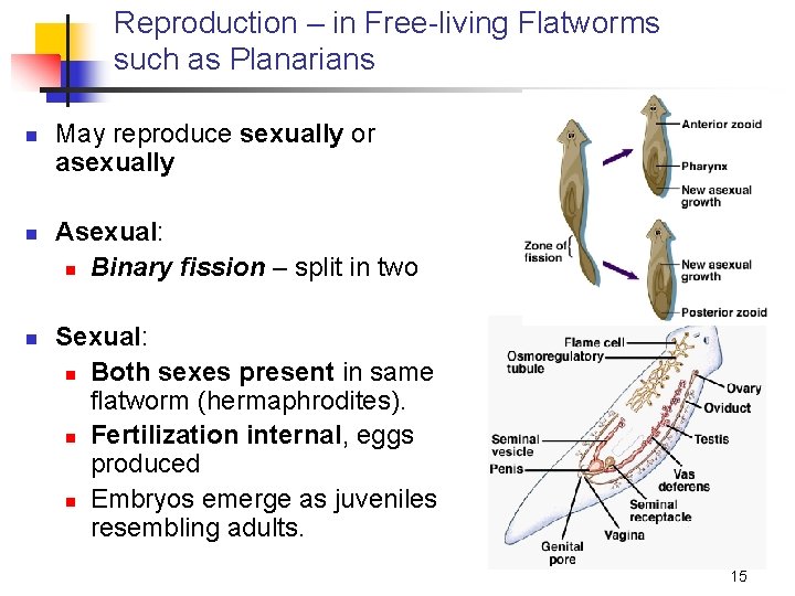 Reproduction – in Free-living Flatworms such as Planarians n n n May reproduce sexually