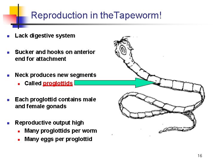 Reproduction in the. Tapeworm! n n n Lack digestive system Sucker and hooks on