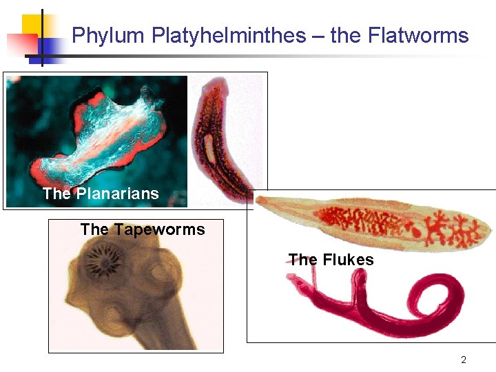 Phylum Platyhelminthes – the Flatworms The Planarians The Tapeworms The Flukes 2 