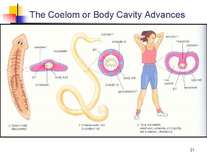 The Coelom or Body Cavity Advances 21 