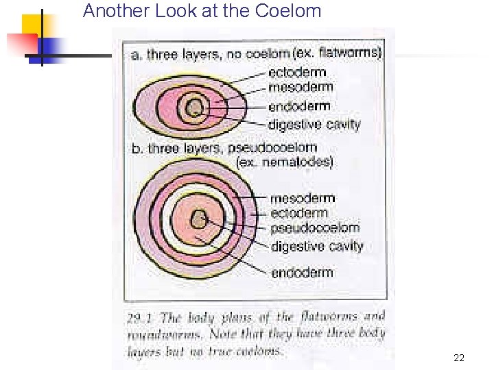 Another Look at the Coelom 22 