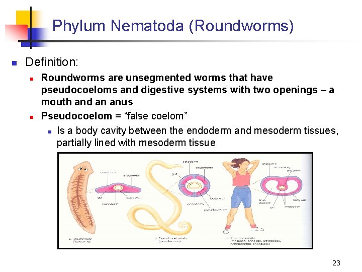Phylum Nematoda (Roundworms) n Definition: n n Roundworms are unsegmented worms that have pseudocoeloms