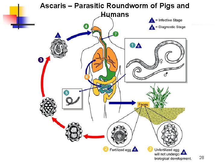 Ascaris – Parasitic Roundworm of Pigs and Humans 28 