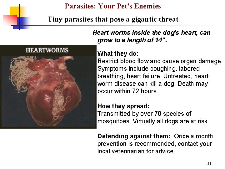 Parasites: Your Pet's Enemies Tiny parasites that pose a gigantic threat Heart worms inside