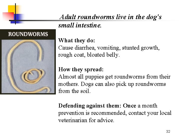 Adult roundworms live in the dog's small intestine. What they do: Cause diarrhea, vomiting,