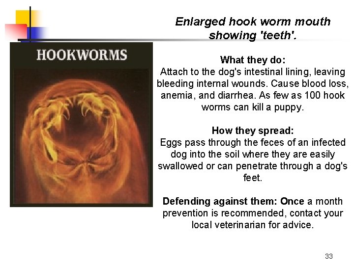 Enlarged hook worm mouth showing 'teeth'. What they do: Attach to the dog's intestinal