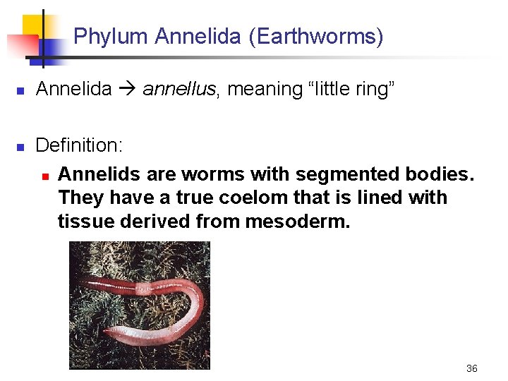 Phylum Annelida (Earthworms) n n Annelida annellus, meaning “little ring” Definition: n Annelids are