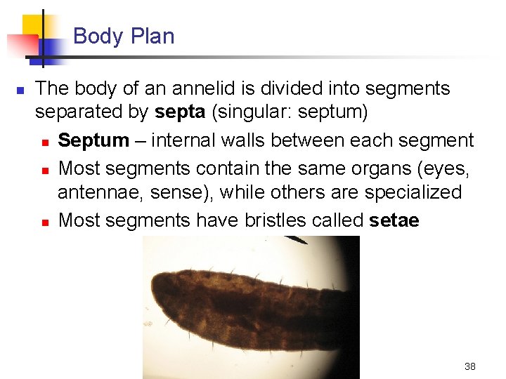 Body Plan n The body of an annelid is divided into segments separated by