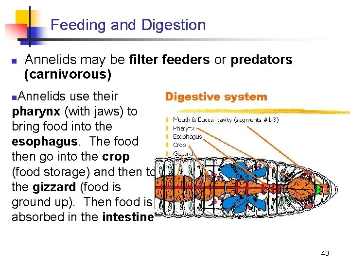 Feeding and Digestion n Annelids may be filter feeders or predators (carnivorous) Annelids use