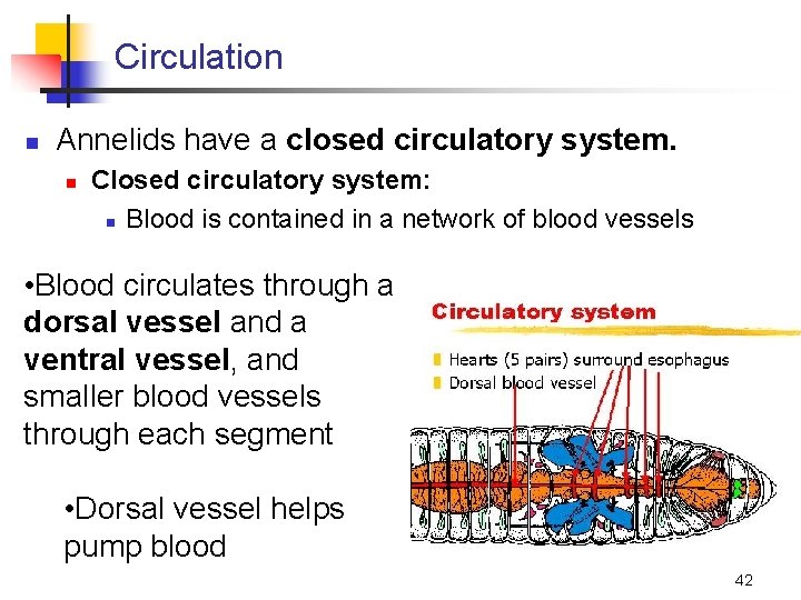 Circulation n Annelids have a closed circulatory system. n Closed circulatory system: n Blood