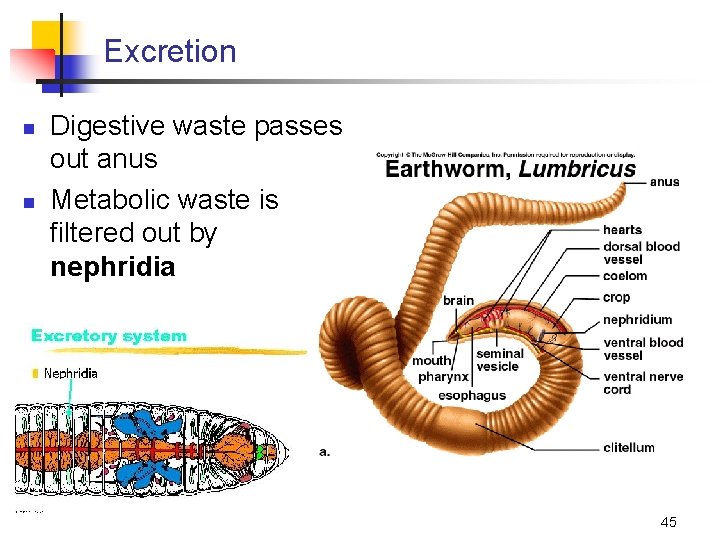Excretion n n Digestive waste passes out anus Metabolic waste is filtered out by