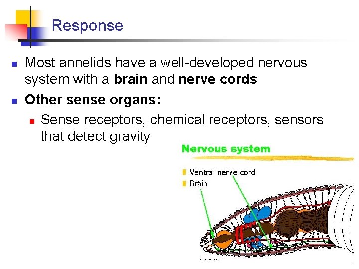 Response n n Most annelids have a well-developed nervous system with a brain and