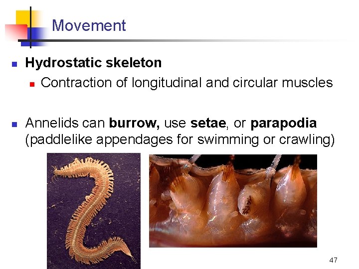 Movement n n Hydrostatic skeleton n Contraction of longitudinal and circular muscles Annelids can
