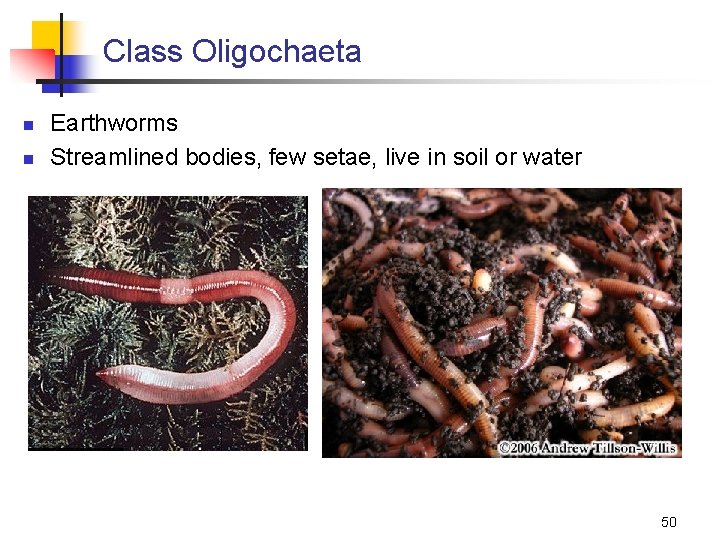 Class Oligochaeta n n Earthworms Streamlined bodies, few setae, live in soil or water