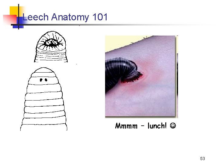 Leech Anatomy 101 Mmmm – lunch! 53 