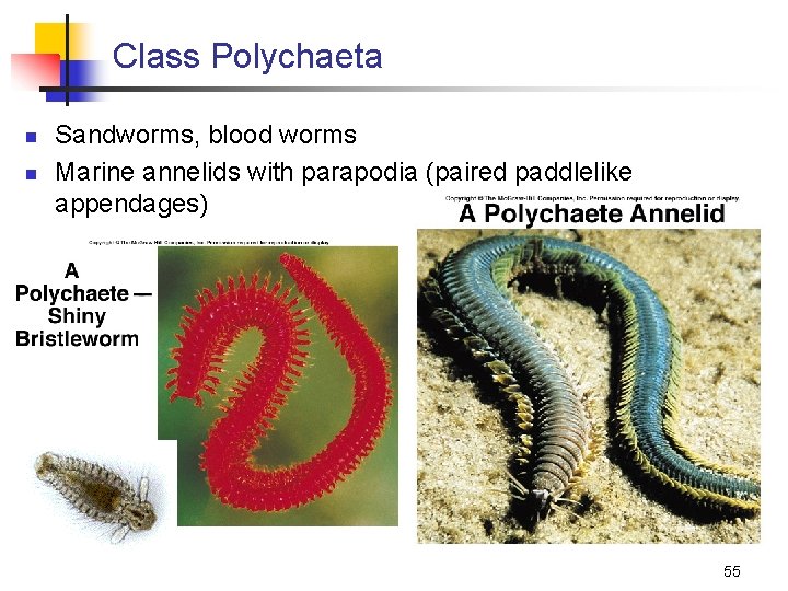 Class Polychaeta n n Sandworms, blood worms Marine annelids with parapodia (paired paddlelike appendages)