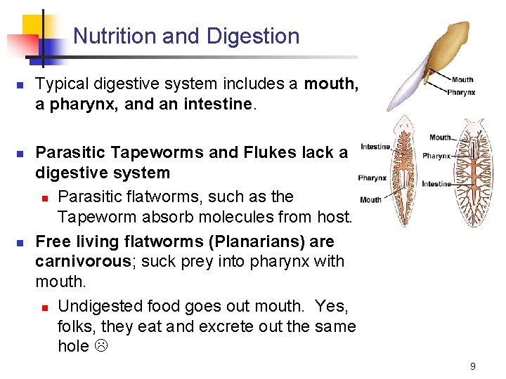 Nutrition and Digestion n Typical digestive system includes a mouth, a pharynx, and an
