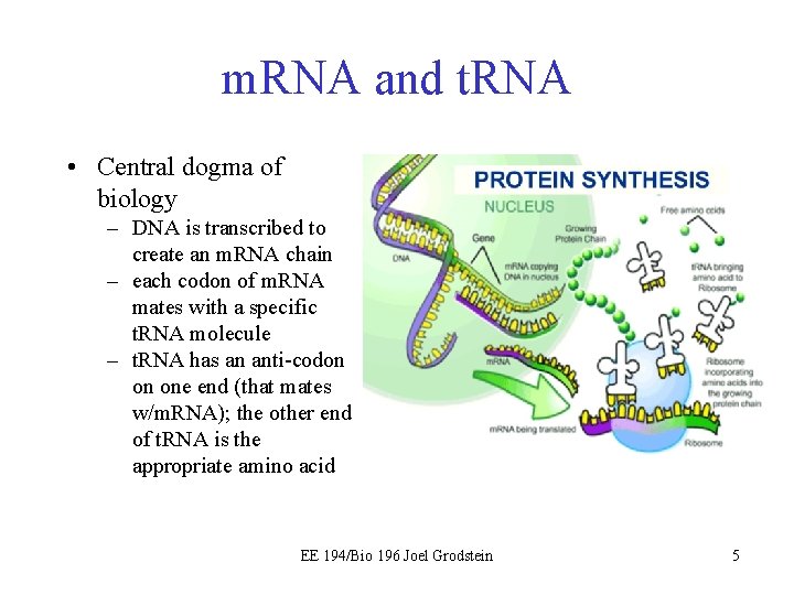 m. RNA and t. RNA • Central dogma of biology – DNA is transcribed