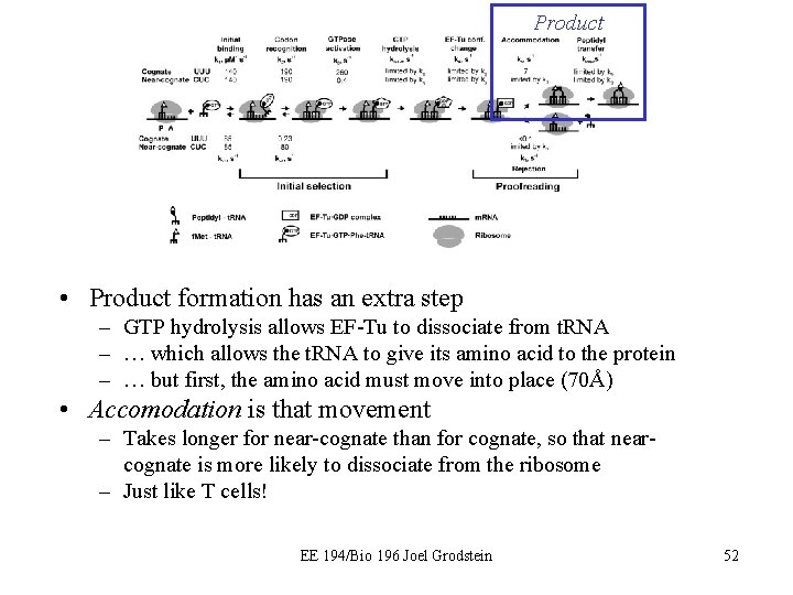 Product • Product formation has an extra step – GTP hydrolysis allows EF-Tu to