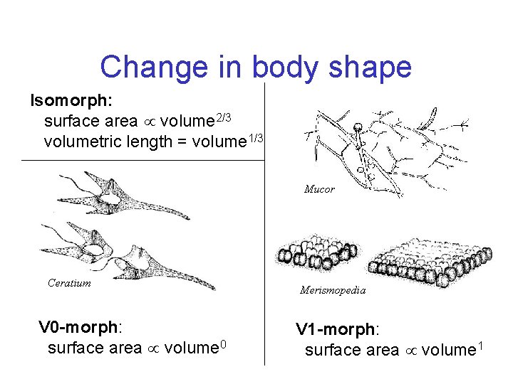 Change in body shape Isomorph: surface area volume 2/3 volumetric length = volume 1/3