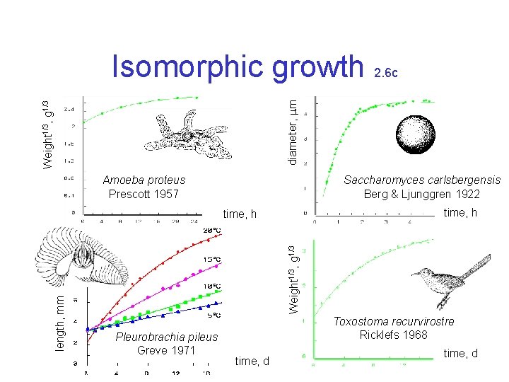Weight 1/3, g 1/3 diameter, m Isomorphic growth 2. 6 c Amoeba proteus Prescott