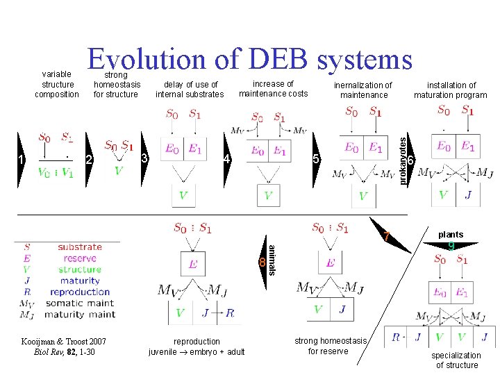 1 Evolution of DEB systems strong homeostasis for structure 2 delay of use of