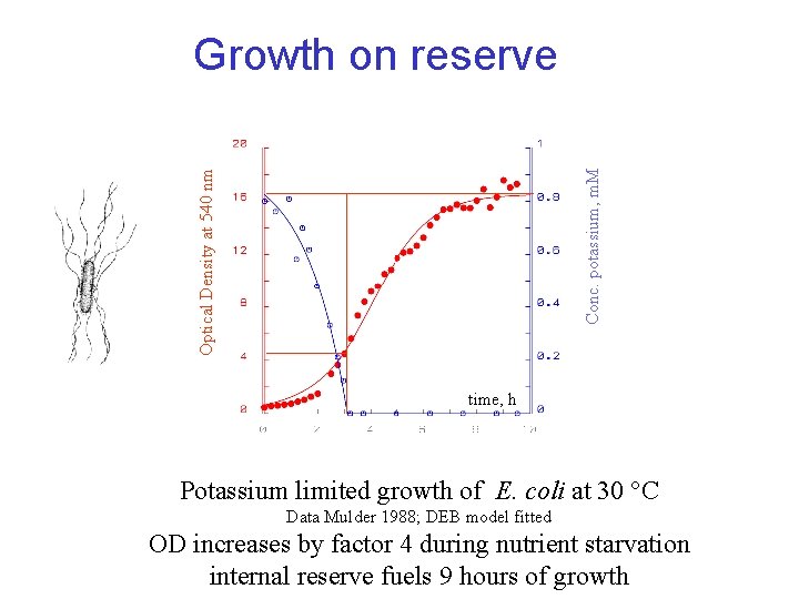 Optical Density at 540 nm Conc. potassium, m. M Growth on reserve time, h