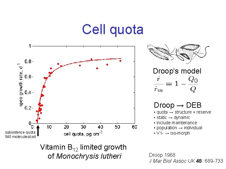 Cell quota Droop’s model Droop → DEB • quota → structure + reserve •